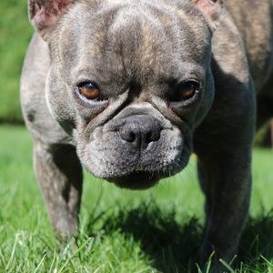 Meet your Posher, Brit